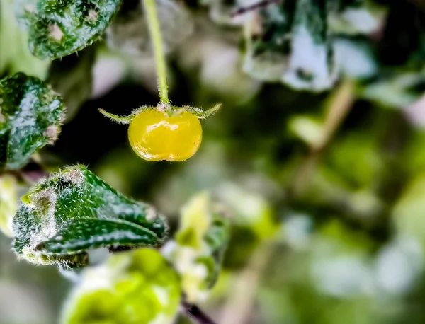 Owoce Flora Krzewu Murraya Paniculata Makro Strzał Ogrodzie Rano — Zdjęcie stockowe