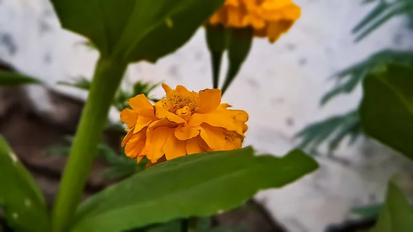 Marigolds Είναι Μεγάλη Πηγή Χρώματος Στον Κήπο Ειδικά Deadhead Ξεθώριασμα — Φωτογραφία Αρχείου