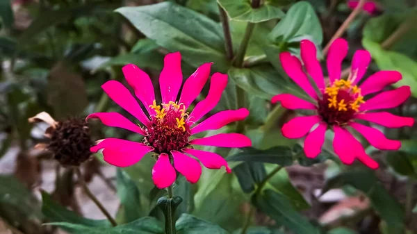 Zinnia Elegans Bolluk Kırmızı Makro Çekim Sabah Bahçede — Stok fotoğraf