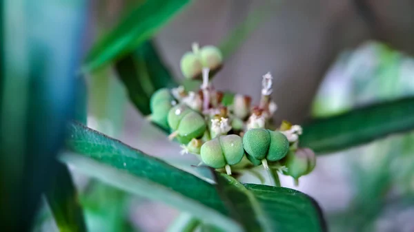 Euphorbia Heterophylla Plant Belongs Family Euphorbiaceae Genus Euphorbia Macro Shot — Stock Photo, Image