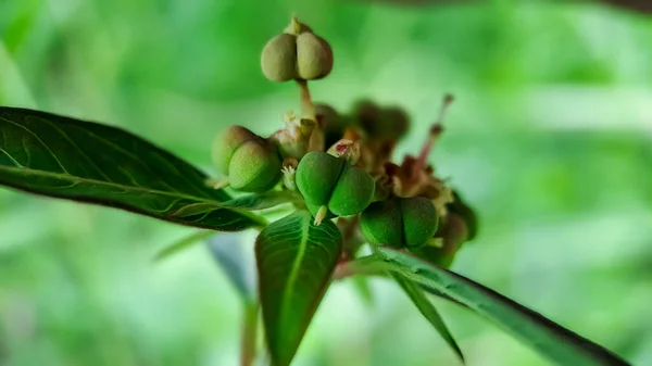 Euphorbia Heterophylla Uma Planta Que Pertence Família Euphorbiaceae Gênero Euphorbia — Fotografia de Stock