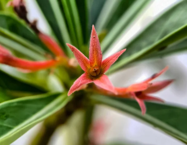 Canistropsis Billbergioides Una Bromeliada Crecimiento Relativamente Pequeño Con Inflorescencias Larga —  Fotos de Stock