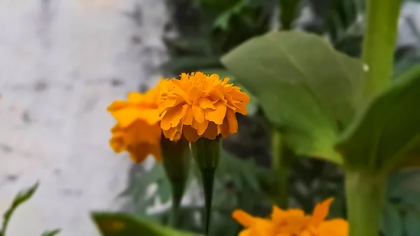 Marigolds Είναι Μεγάλη Πηγή Χρώματος Στον Κήπο Ειδικά Deadhead Ξεθώριασμα — Φωτογραφία Αρχείου
