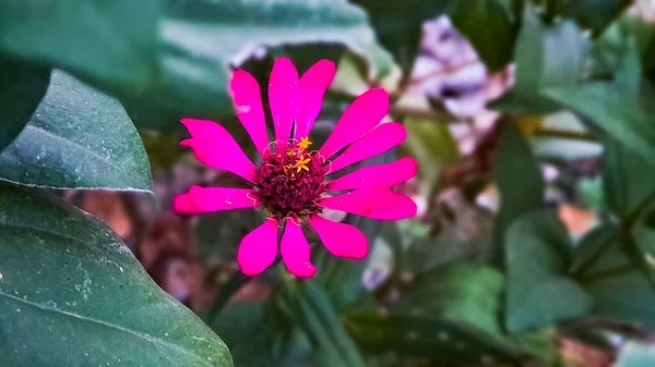 Zinnia Elegans Överflöd Röd Makro Skott Morgonen Trädgården — Stockfoto