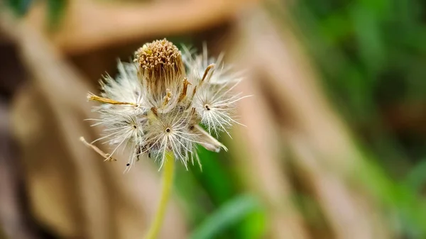 Vacker Fallskärm Blomma Makro Skott Morgonen Trädgården — Stockfoto