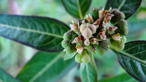 Euphorbia Heterophylla Ist Eine Pflanze Die Zur Familie Der Euphorbiaceae — Stockfoto