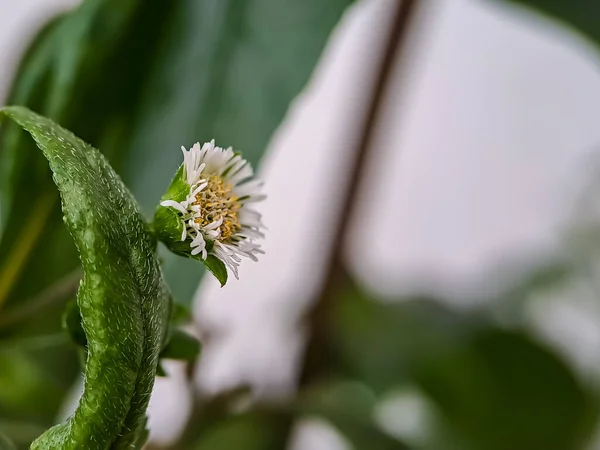 Macro false daisy, yerba de tago, Karisalankanni, and bhringraj, is a species of plant in the sunflower family, shot in the garden