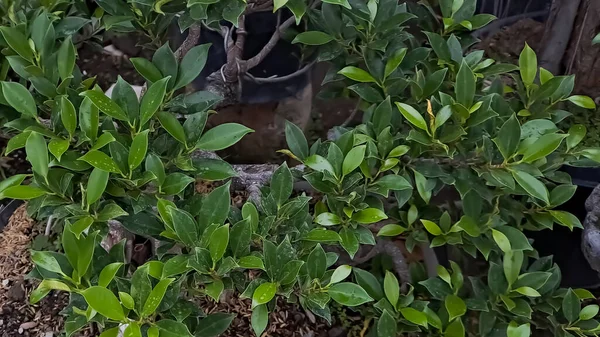 Green island ficus is also known as Ficus microcarpa. This plant is native from South China and Oceania Island. Plants shot in front of the house in the afternoon