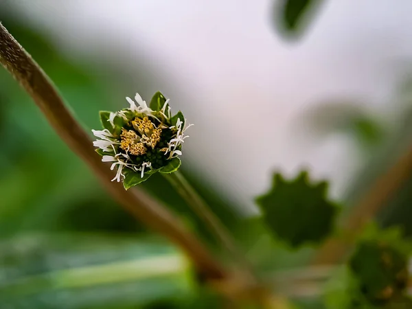 Macro false daisy, yerba de tago, Karisalankanni, and bhringraj, is a species of plant in the sunflower family, shot in the garden