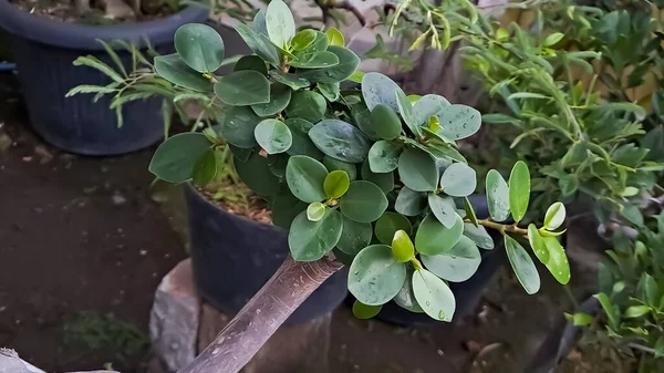 Green island ficus is also known as Ficus microcarpa. This plant is native from South China and Oceania Island. Plants shot in front of the house in the afternoon