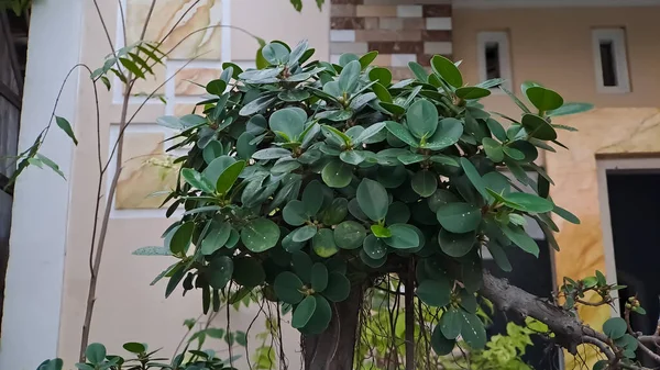 Фикус Зелёного Острова Известен Ficus Microcarpa Растение Родом Южного Китая — стоковое фото