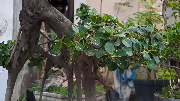 绿岛菲克斯也被称为Ficus Microcarpa 这种植物原产于中国南方和大洋洲岛 一些植物在屋前被枪杀了 — 图库照片