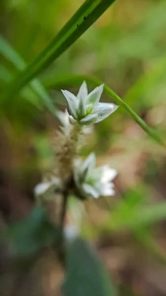 Macro Alternanthera Est Genre Plantes Famille Des Amaranthaceae Est Genre — Photo