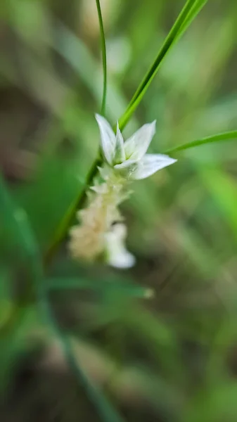 Makro Alternanthera Rod Kvetoucích Rostlin Čeledi Amaranthaceae Široce Rozšířený Rod — Stock fotografie