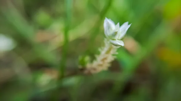 Macro Alternanthera Amaranthaceae 현화식물 속이다 분포하는 속으로 대부분의 아메리카에서 — 스톡 사진