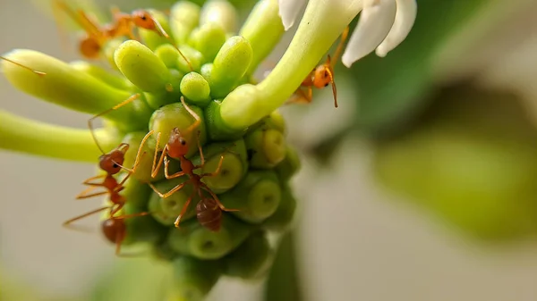 개미는 선택적으로 초점을 열매의 먹는다 매크로는 수많은 불개미나붉은 개미를 조명으로 — 스톡 사진