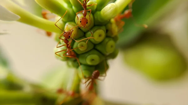 Little Red Fire Ant Foder Bladen Noni Frukt Med Selektivt — Stockfoto