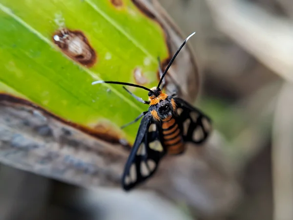 Amata Huebneri Ist Ein Tagfalter Aus Der Überfamilie Der Tiger — Stockfoto