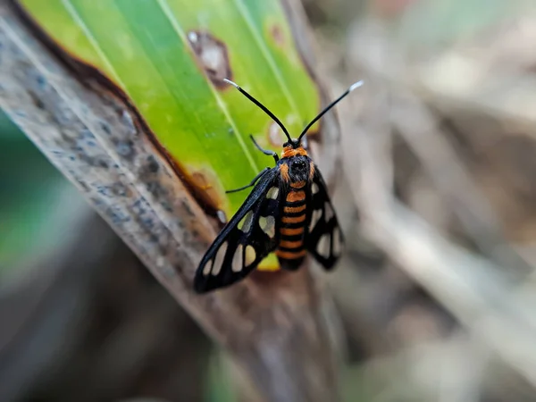 Amata Huebneri Den Létající Můra Superrodině Arctiinae Tygra Chlupatých Medvědů — Stock fotografie