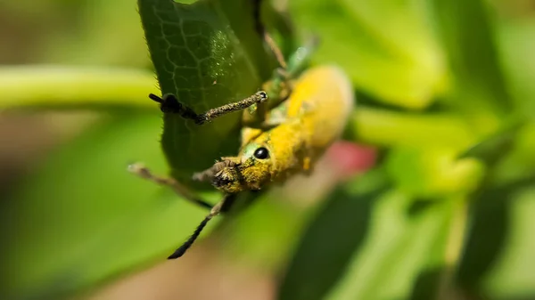 Close Besouro Uma Folha Seca Inseto Besouro Amarelo Com Nome — Fotografia de Stock