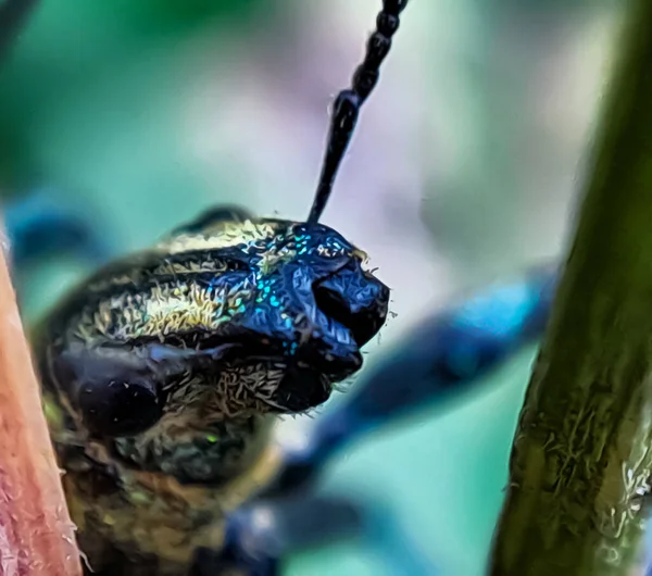 Close Macro Green Beetles Mating Green Leaf Tree Branch — Stock Photo, Image