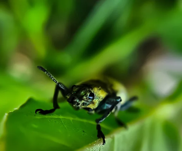 Detailní Makro Zelené Brouky Pářící Zelené Větvi Listového Stromu — Stock fotografie