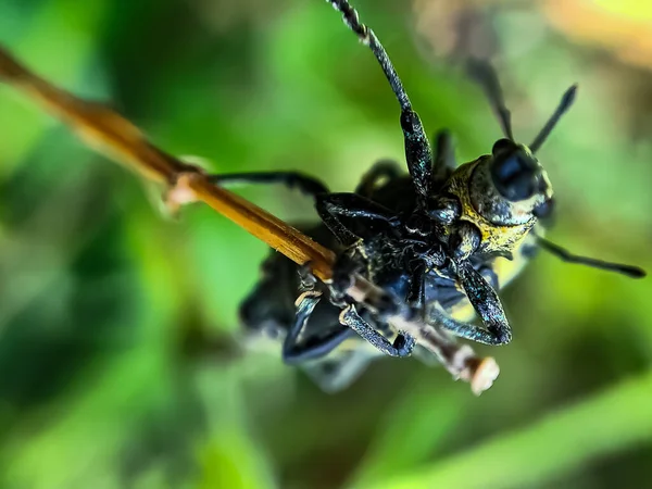 緑の葉の木の枝につくクローズアップマクロの緑のカブトムシ — ストック写真