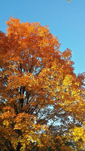 秋の秋 — ストック写真