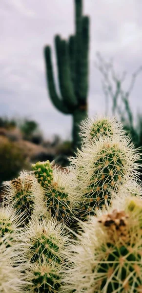 Cactus Desierto —  Fotos de Stock