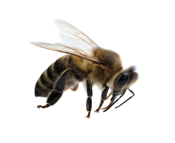 Bee Isolated White Background Macro Photo — стоковое фото