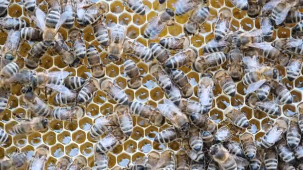 Μέλισσες Ξεχειλίζουν Από Κηρήθρα Ακραίο Μακροσκοπικό Υλικό Έντομα Που Δουλεύουν — Αρχείο Βίντεο