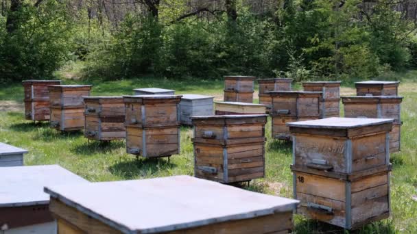 Apiary Bees Circle Wooden Hives Bringing Fresh Nectar Apiary Woods — Stockvideo