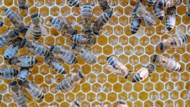 Bijen Wemelen Van Honingraat Extreme Macro Beelden Insecten Die Houten — Stockvideo