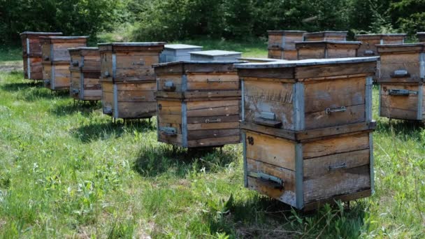 Apiary Bees Circle Wooden Hives Bringing Fresh Nectar Apiary Woods — Wideo stockowe
