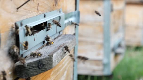 Busy Bees Swarm Enter Wooden Beehouses Collect Natural Pollen Circle — 비디오