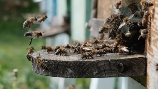Wiele Pszczół Wraca Uli Pszczół Wchodzi Ula Zebranym Nektarem Kwiatowym — Wideo stockowe