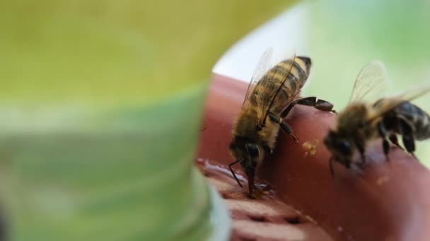 蜜蜂喝水 水对蜂群发展的重要性 蜜蜂的饮料 给昆虫喝碗蜜蜂飞 — 图库视频影像