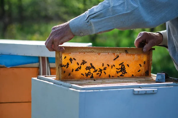 蜂の巣春の管理 養蜂家はミツバチの巣を検査し夏の準備をします 養蜂家だ ミツバチの巣をチェックするミツバチの家族を養うために蜂蜜のコレクションの前に — ストック写真