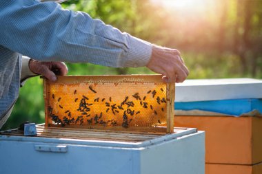 Arıcı arı kovanından bal peteğini çıkarıyor. Kovandan bal alan arı koruyucu takım elbiseli bir adam. Arı kostümü giyen çiftçi arıda bal peteğiyle çalışıyor. Apiary hobi olarak. Organik tarım