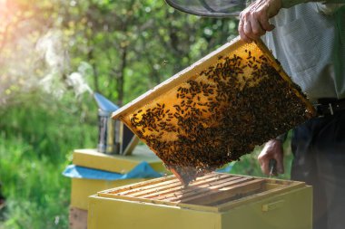 Arıcı arı kovanından bal peteğini çıkarıyor. Kovandan bal alan arı koruyucu takım elbiseli bir adam. Arı kostümü giyen çiftçi arıda bal peteğiyle çalışıyor. Apiary hobi olarak. Organik tarım