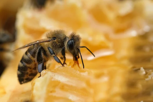 Макрофото Рабочих Пчел Сотах Образ Пчеловодства Производства Меда — стоковое фото