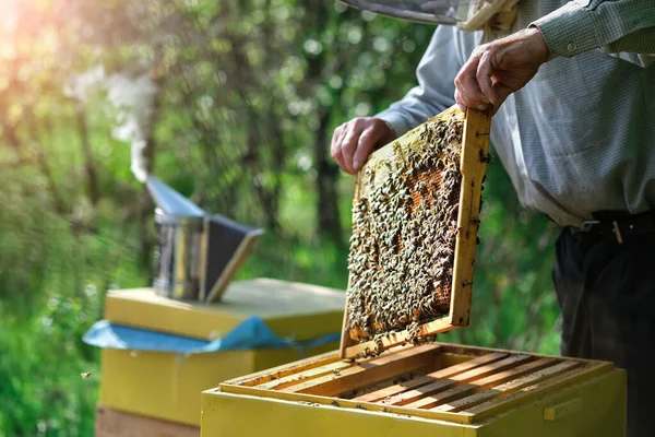養蜂家は蜂の巣から蜂の巣を取り除く 養蜂家の人は蜂の巣から蜂蜜を取る 蜂のスーツを着た農家が蜂の巣で働いている 趣味としての仮 有機農業 — ストック写真
