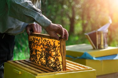 Arıcı arı kovanından bal peteğini çıkarıyor. Kovandan bal alan arı koruyucu takım elbiseli bir adam. Arı kostümü giyen çiftçi arıda bal peteğiyle çalışıyor. Apiary hobi olarak. Organik tarım