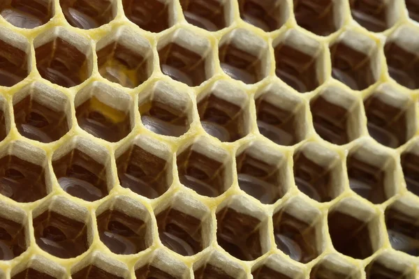 Fragment Van Honingraat Met Volle Cellen Imago Van Bijenteelt Honingproductie — Stockfoto