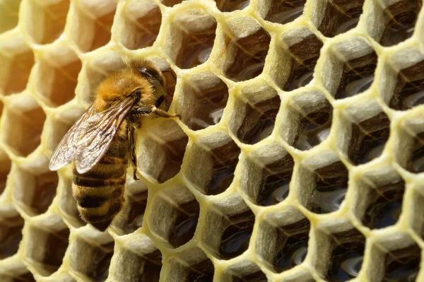Macro Photo Bee Hive Honeycomb Copyspace Bees Produce Fresh Healthy — стоковое фото