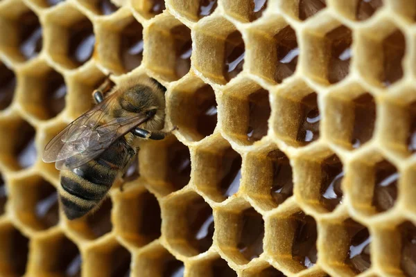 Macro Photo Working Bee Honeycells Fresh Honey Concept Beekeeping Copy — стоковое фото