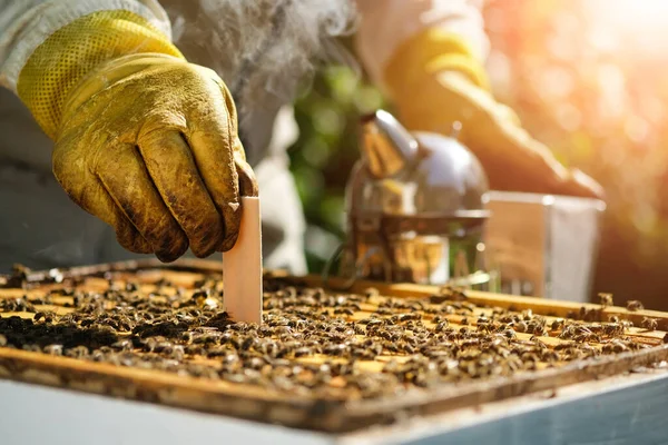 Varroa akarsu kontrolü. Varroa yok edicisi. Varroa akarından arılara nasıl davranılacağını. Arı yetiştiricisi varroa akarının arılarını tedavi eder. Arı hastalıkları ve tedavileri. Varroasis.