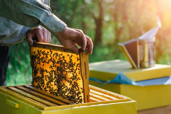 Beekeeper Removing Honeycomb Beehive Beekeeper Works Apiary Apiary Hobby Organic — ストック写真