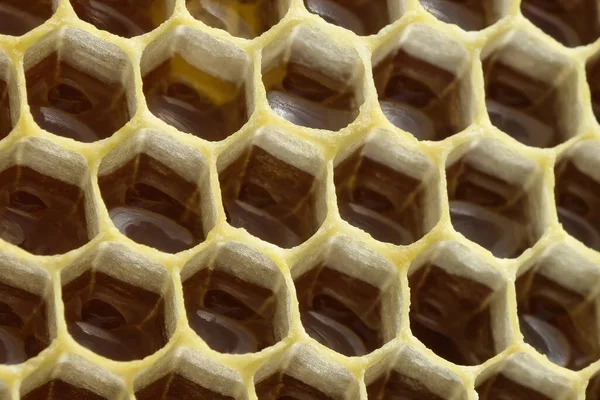 Fragment Honeycomb Honey Macro Photo Beekeeping Honey Production Image — Stock fotografie