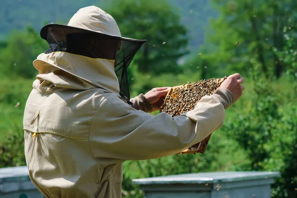 양봉가가 벌집에서 벌집을 꺼내고 있습니다 양봉가들은 벌통에서 입는다 양봉원에서 벌집과 — 스톡 사진